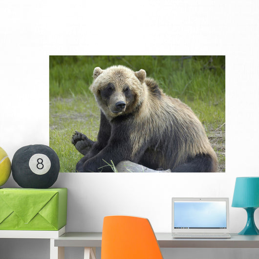 Bear Pose Wall Mural