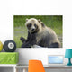 Bear Pose Wall Mural