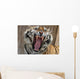 Snarling tiger Wall Mural