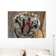Snarling tiger Wall Mural