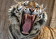 Snarling tiger Wall Mural