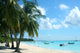 Palm Trees and Boats Wall Decal