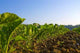 Sowing Sugar Beets Wall Decal