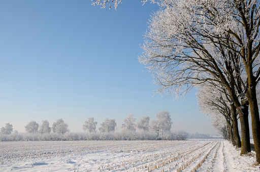 Feld im Winter Wall Decal
