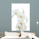 Orchids