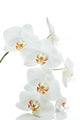 Orchids