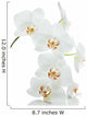 Orchids