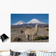 Alpaka Vor Vulkan Parinacota Wall Decal