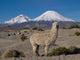 Alpaka Vor Vulkan Parinacota Wall Decal