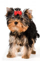 Puppy of the terrier in studio Wall Decal