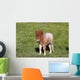 Shetlandpony Wall Mural