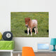 Shetlandpony Wall Mural