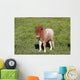 Shetlandpony Wall Mural