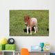 Shetlandpony Wall Mural