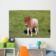 Shetlandpony Wall Mural