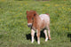 Shetlandpony Wall Mural