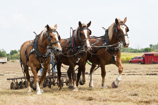 Horse-Drawn Farming Demonstrations Wall Mural