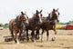 Horse-Drawn Farming Demonstrations Wall Mural