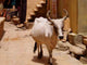 Sacred Cow Wall Decal