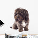 Picture Curious Black Bichon Wall Mural