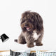 Picture Curious Black Bichon Wall Mural