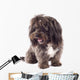 Picture Curious Black Bichon Wall Mural