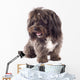 Picture Curious Black Bichon Wall Mural