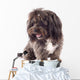 Picture Curious Black Bichon Wall Mural