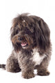 Picture Curious Black Bichon Wall Mural