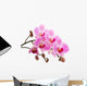 Pink phalaenopsis orchid Wall Decal