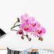 Pink phalaenopsis orchid Wall Decal