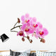 Pink phalaenopsis orchid Wall Decal