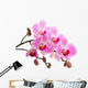 Pink phalaenopsis orchid Wall Decal