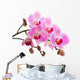 Pink phalaenopsis orchid Wall Decal