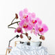Pink phalaenopsis orchid Wall Decal