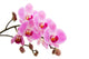Pink phalaenopsis orchid Wall Decal