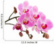 Pink phalaenopsis orchid Wall Decal