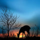 silhouette of deer Wall Mural