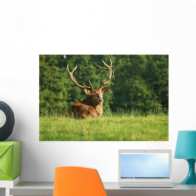 Deer Wall Decal shown on a wall