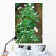 Potato field Wall Mural