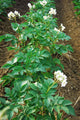 Potato field Wall Mural