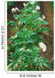 Potato field Wall Mural