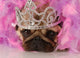 Adorable Pug Dressed up as a Princess Wall Mural