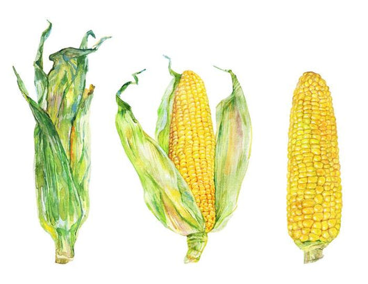 Watercolor Corn Cobs Wall Decal Sticker Set