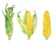 Watercolor Corn Cobs Wall Decal Sticker Set