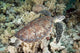 Hawksbill Turtle