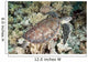 Hawksbill Turtle