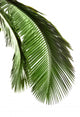 Leaves Palm Tree