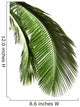 Leaves Palm Tree
