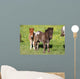 Shetlandpony